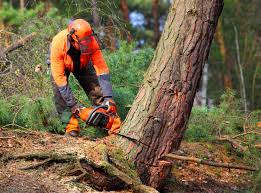 How Our Tree Care Process Works  in  Clear Lake, SD