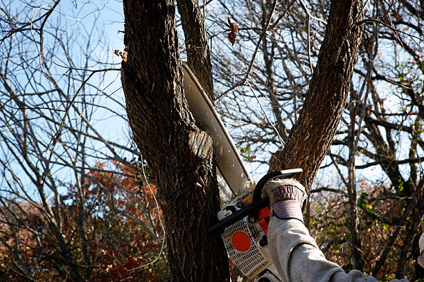 Tree Care